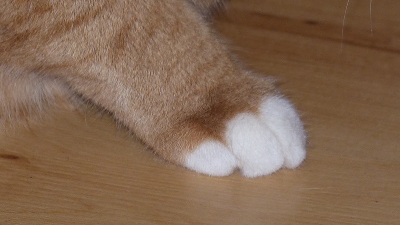 Moo4.JPG