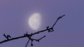 morningmoon3