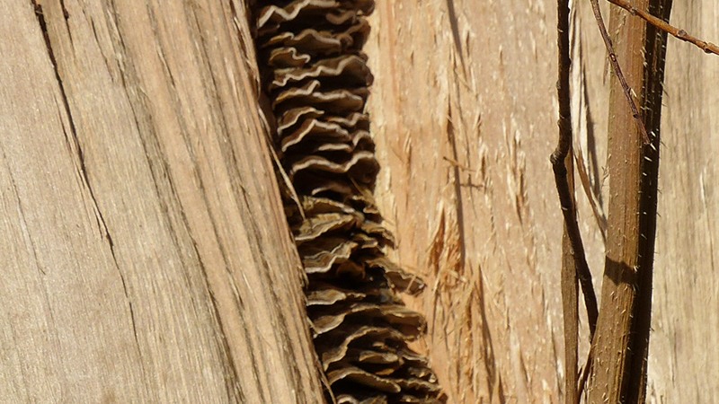 NewarkPark17.JPG