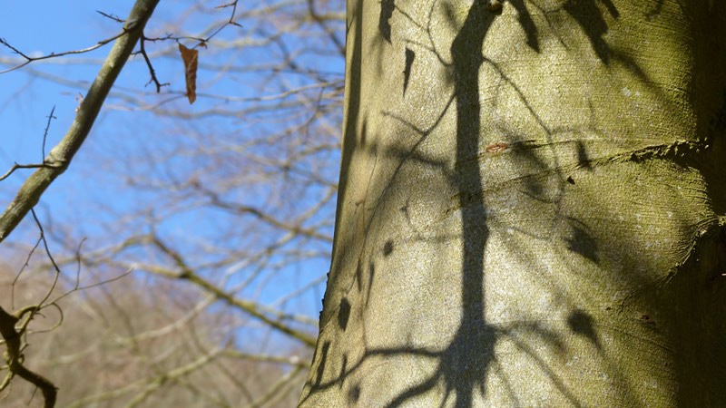wood1.JPG