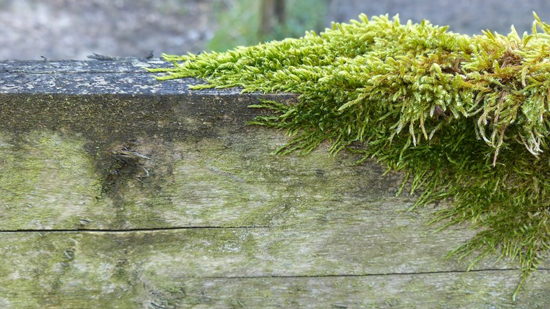 wood19.JPG