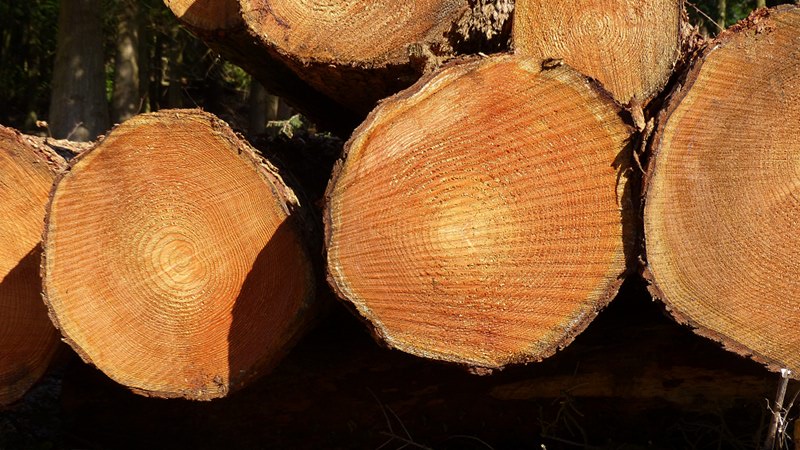 wood3.JPG
