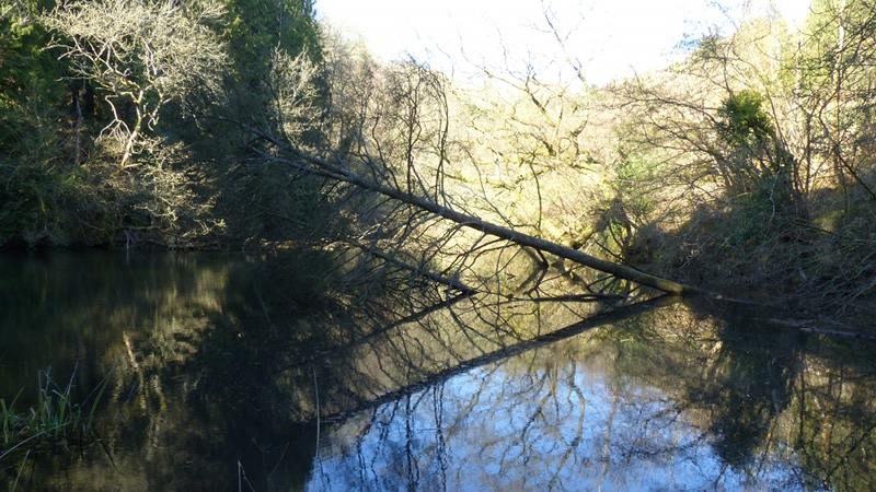 wood5.JPG