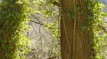 wood2