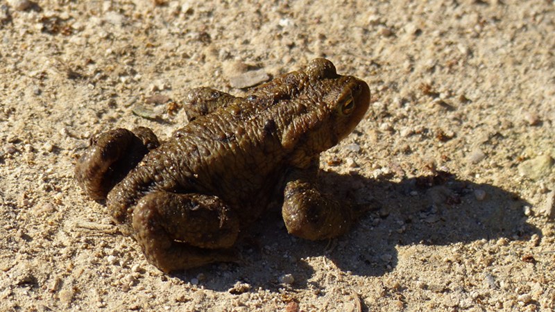 toad.JPG