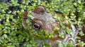 Froggy