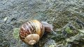 snail