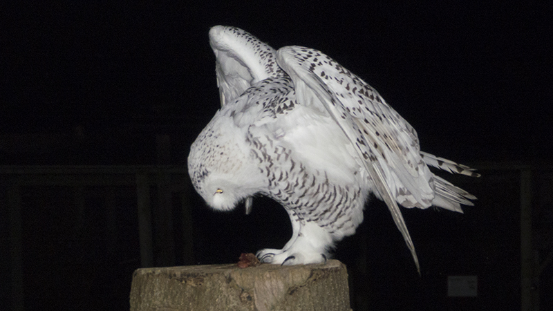 owl1.jpg