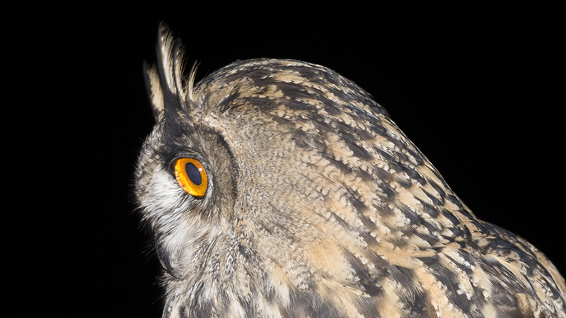 owl12.jpg