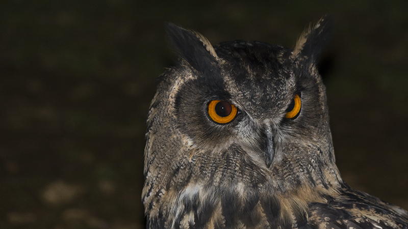 owl13.jpg