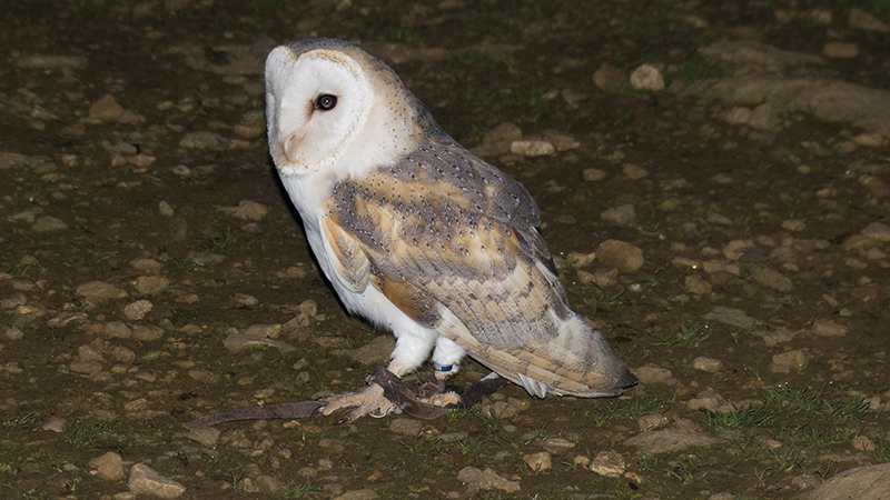 owl15.jpg