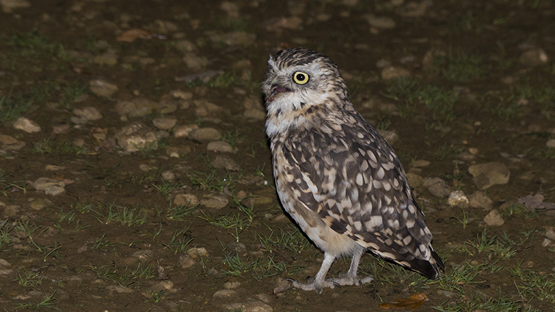 owl17.jpg