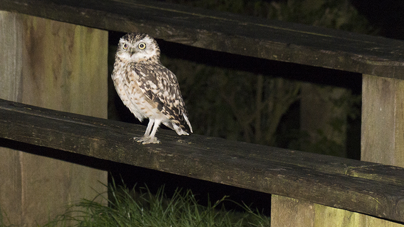 owl18.jpg