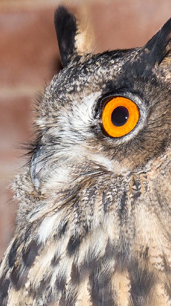 owl19.jpg