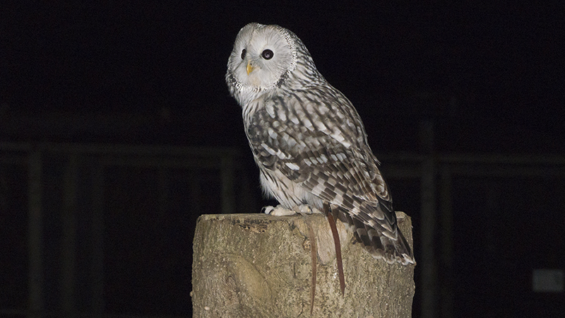owl3.jpg