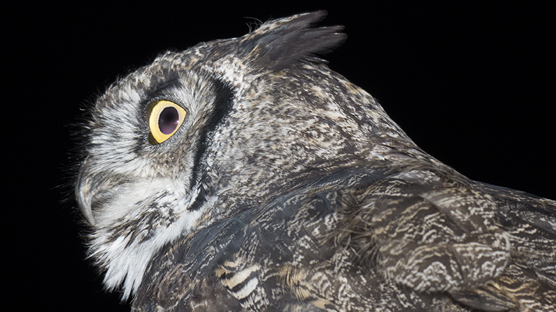 owl7.jpg