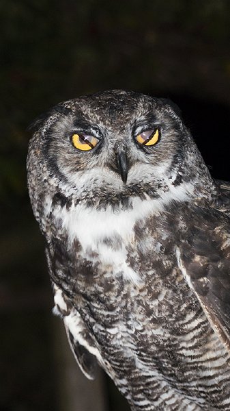 owl8.jpg