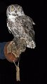 owl10