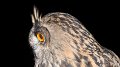 owl12