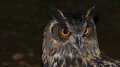 owl13