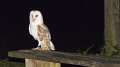 owl14