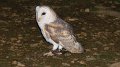 owl15