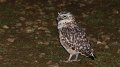owl17