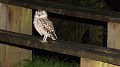 owl18