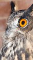 owl19