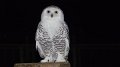owl2