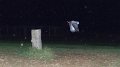 owl4