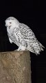 owl5