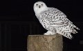 owl6