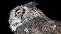 owl7