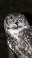 owl8