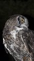 owl9
