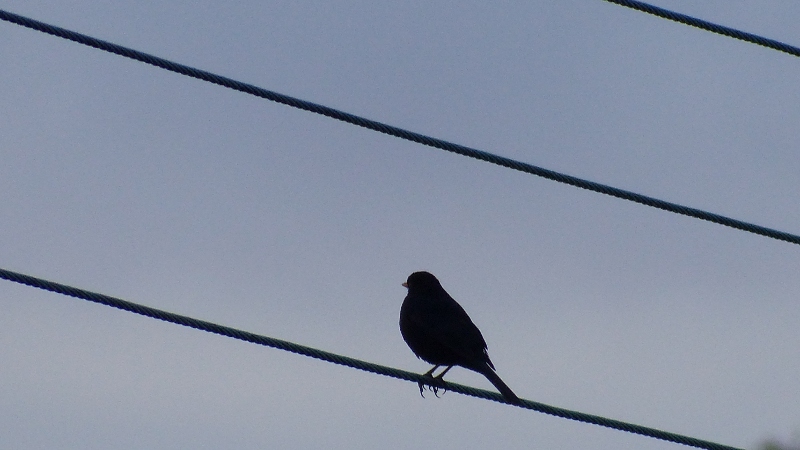 bbirdwire.JPG