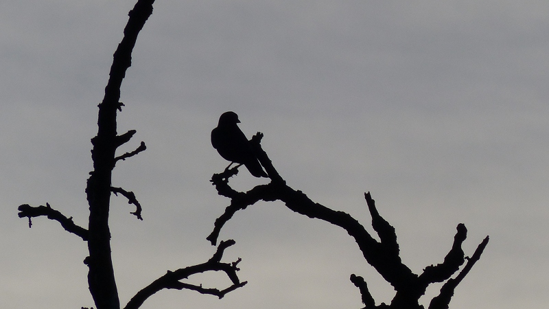 bird1.JPG