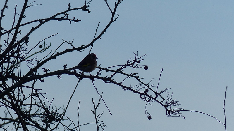 bird10.JPG