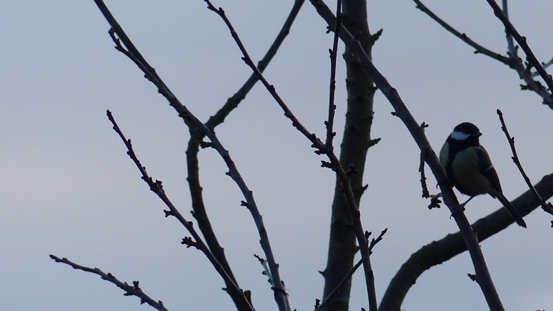 bird12.JPG