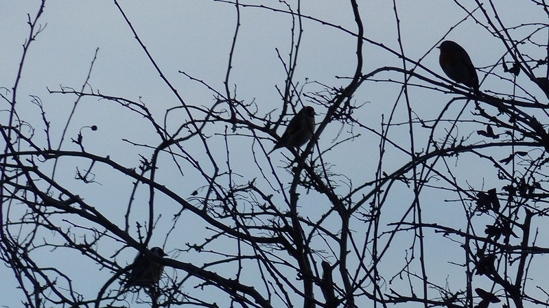 bird13.JPG