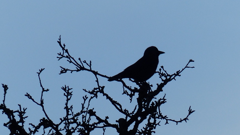 bird16.JPG