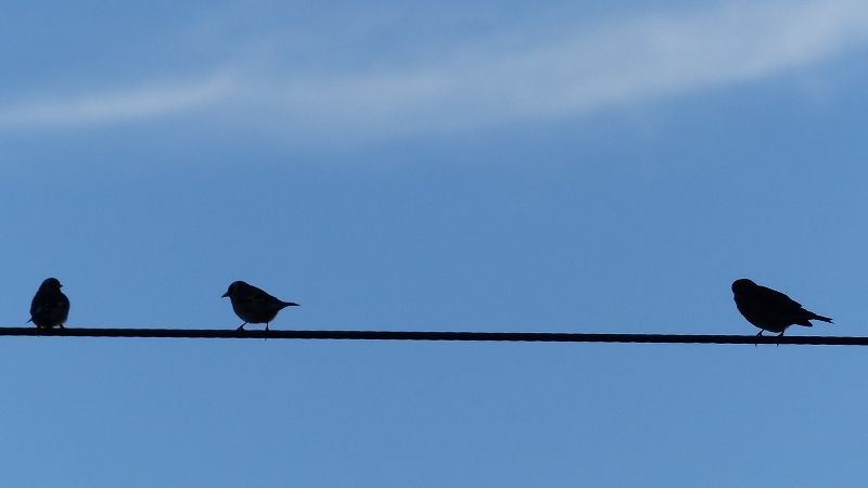 bird2.JPG