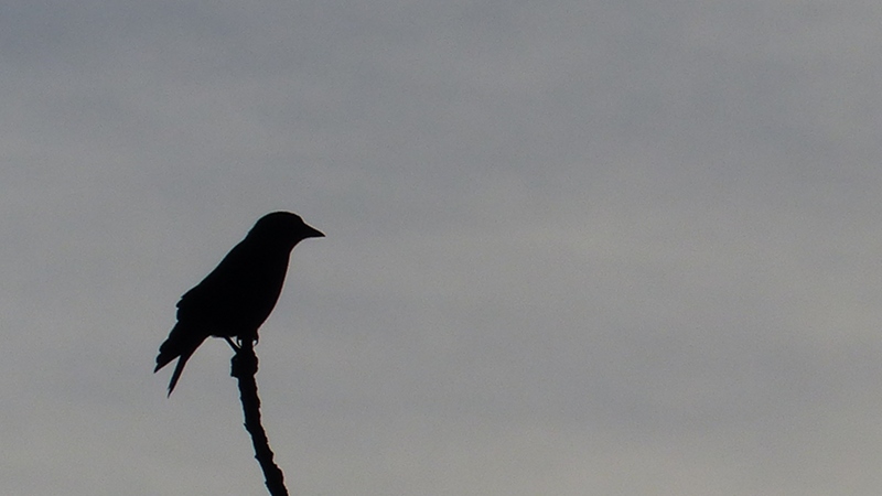 bird3.JPG