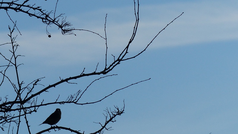 bird4.JPG