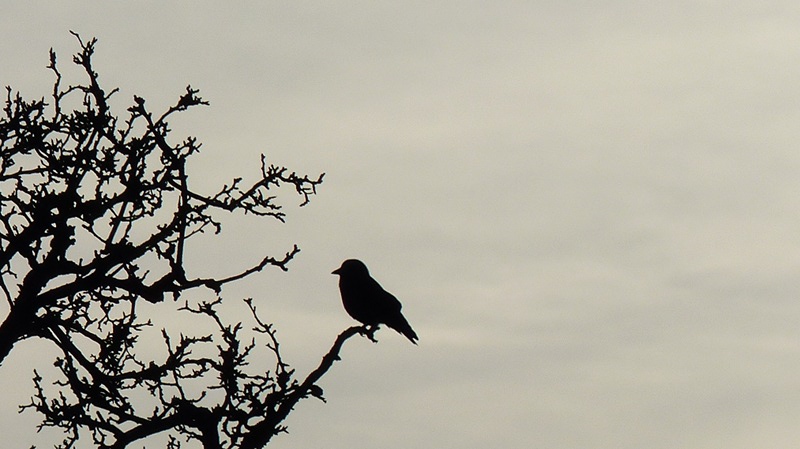 bird5.JPG