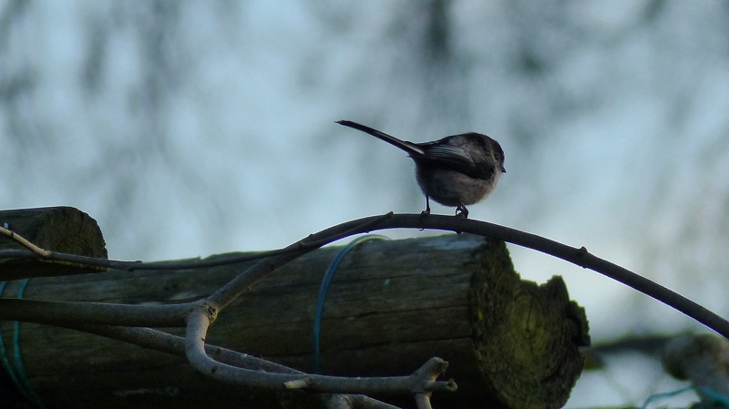 bird6.JPG