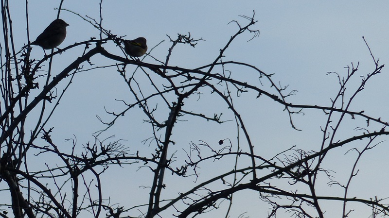 bird7.JPG