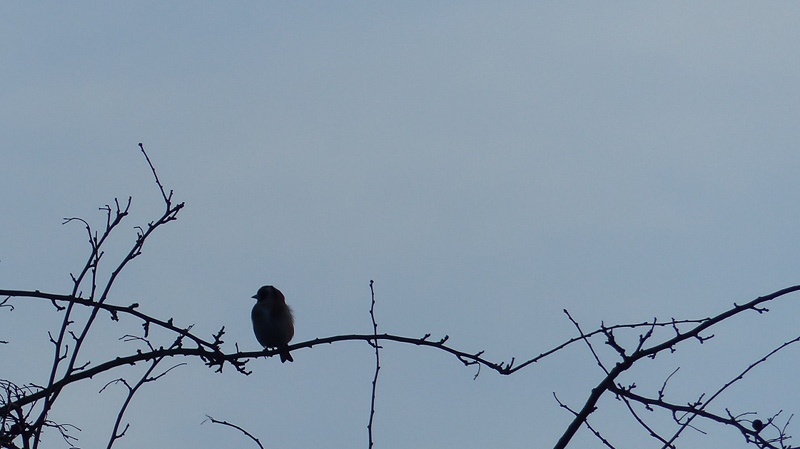 bird9.JPG