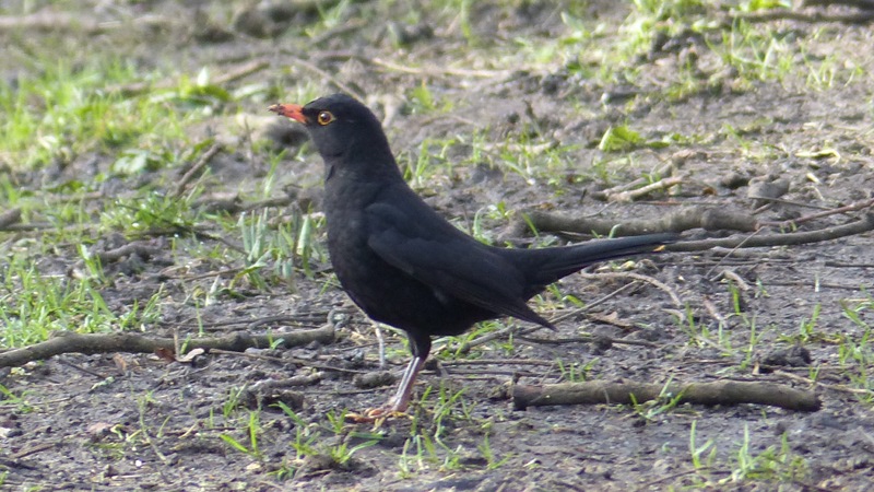 blackbird1.JPG
